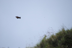 Pseudosaltator rufiventris