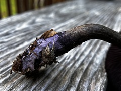 Cortinarius violaceus