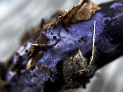 Cortinarius violaceus