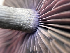 Cortinarius violaceus