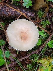 Verrucosporaceae