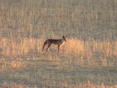 Vulpes vulpes silacea