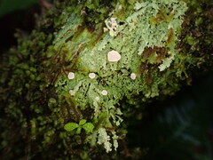 Icmadophila ericetorum