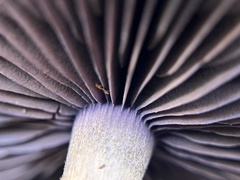 Cortinarius violaceus