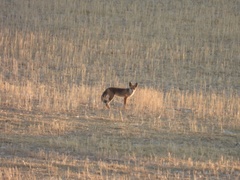 Vulpes vulpes silacea