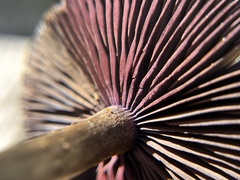 Cortinarius violaceus