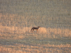Vulpes vulpes silacea
