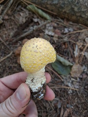 Amanita muscaria formosa
