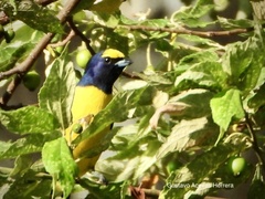 Euphonia affinis