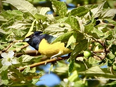 Euphonia affinis