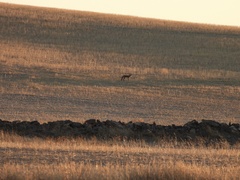 Vulpes vulpes silacea