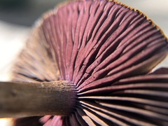 Cortinarius violaceus
