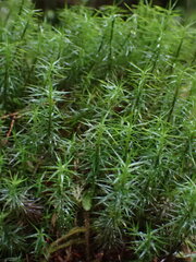 Polytrichum formosum