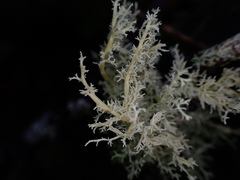 Sphaerophorus tuckermanii