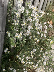 Symphyotrichum pilosum