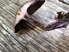 Cortinarius violaceus