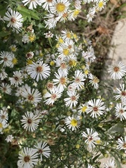 Symphyotrichum pilosum