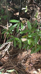 Quercus imbricaria