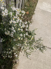 Symphyotrichum pilosum