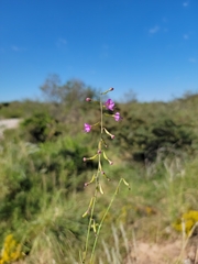 Cyphomeris gypsophiloides