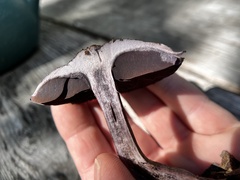 Cortinarius violaceus