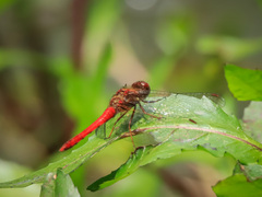 Sympetrum gilvum