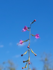 Cyphomeris gypsophiloides