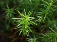 Polytrichum formosum