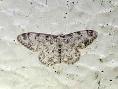 Idaea contiguaria