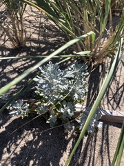 Artemisia stelleriana