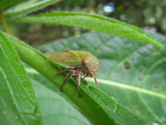 Membracidae