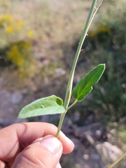Cyphomeris gypsophiloides