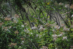 Rauenia bonariensis