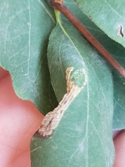Phyllonorycter emberizaepenella