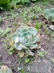 Echeveria simulans