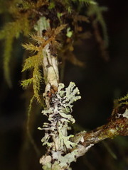 Hypogymnia hultenii