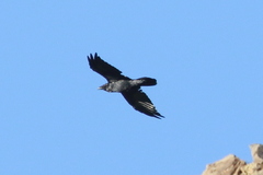 Corvus corone orientalis