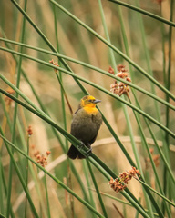 Chrysomus icterocephalus