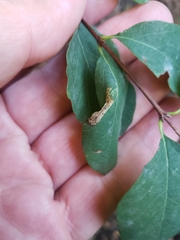 Phyllonorycter emberizaepenella