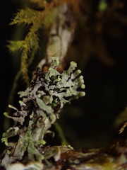 Hypogymnia hultenii