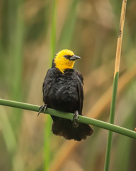 Chrysomus icterocephalus