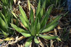 Agave univittata