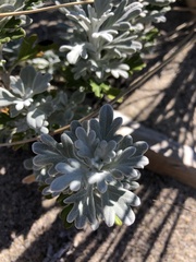 Artemisia stelleriana