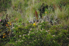 Rauenia bonariensis