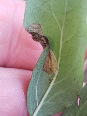 Phyllonorycter emberizaepenella