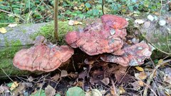 Ganoderma carnosum