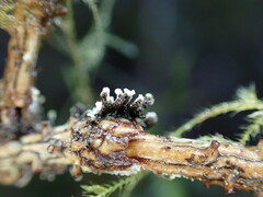 Hypogymnia hultenii