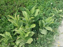 Veratrum