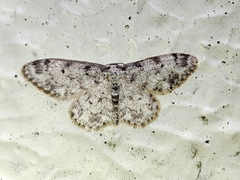 Idaea contiguaria