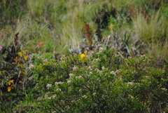 Rauenia bonariensis